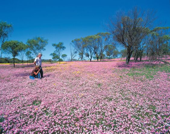 Top spots to find Australian Wildflowers