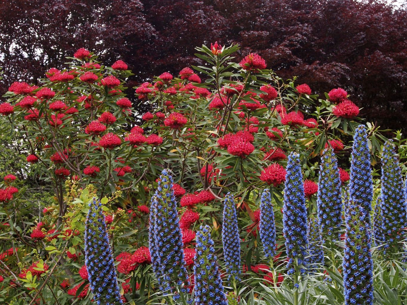 Top Tips On Some Of The Best Australian Wildflowers To Grow In Your Backyard